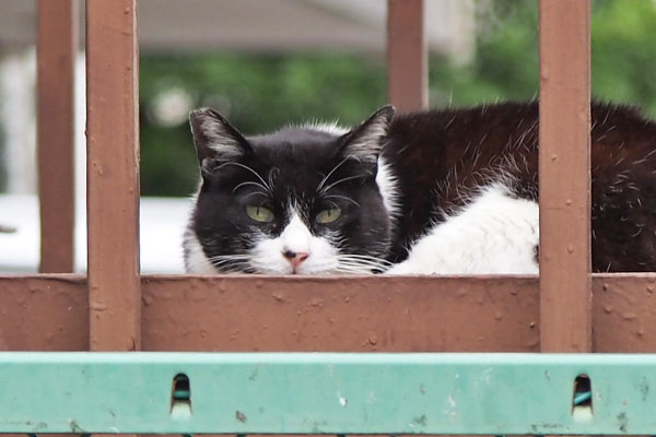 pochi face on the step