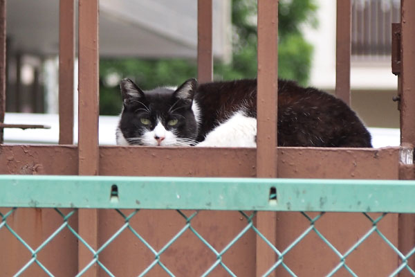 ポチ　まだ警戒してる