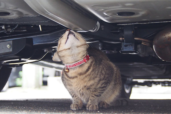 らい太　車の下　くんかくんか