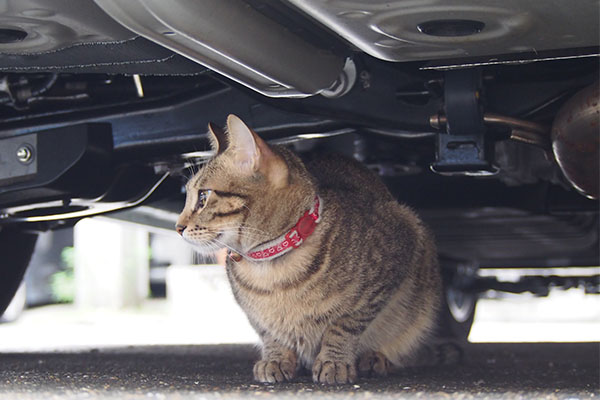 らい太　車の下　遠く見る