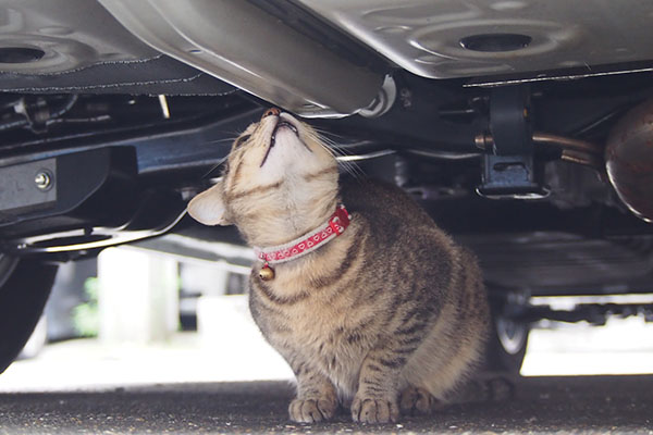 らい太　車の下　再び匂い