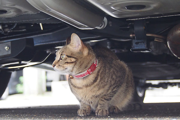 らい太　車の下　再び遠く見る