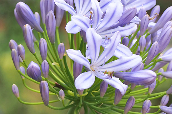 flower purple agapanthus