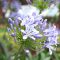 flower purple agapanthus
