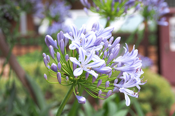 flower purple agapanthus