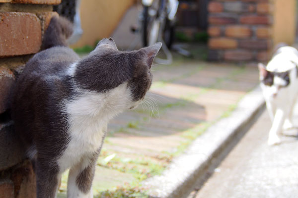 ちびの後ろ頭と坊