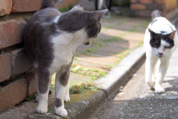 ちびにゃん　叫ぶ　坊