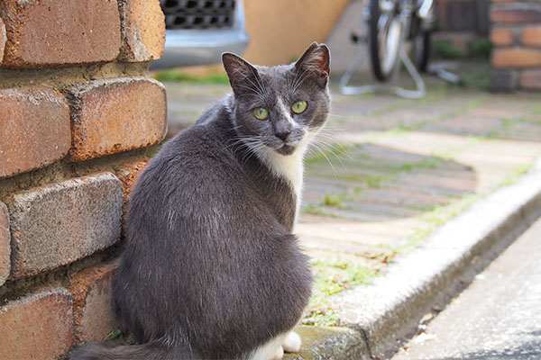 ちびにゃん　見返り美人