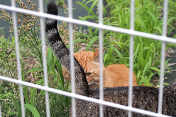 トト　手前母子３　しっぽ