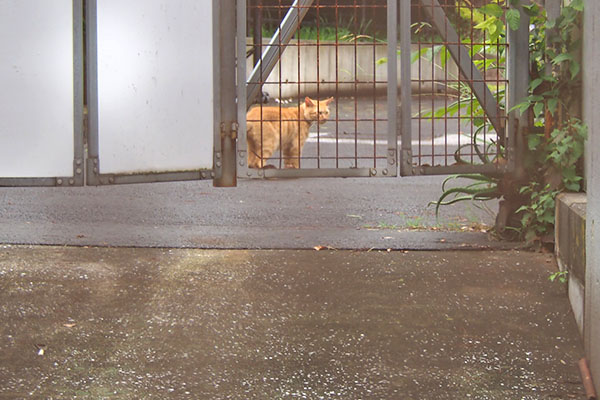 茶トラ　雨の中　遠くに