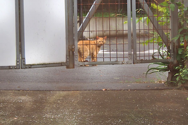 茶トラ　雨の中　遠く　見る