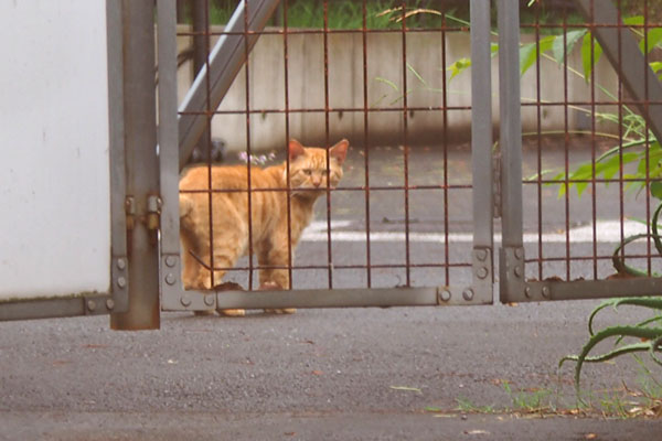 茶トラ　雨の中　遠くズーム