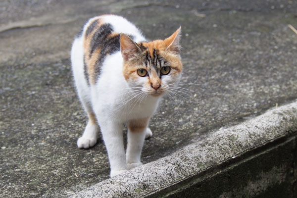 シロミ　シャー言いながらおねだり