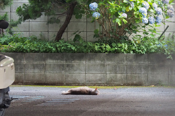 グリ　寝たか