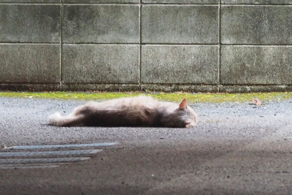 グリ　寝たみたいな