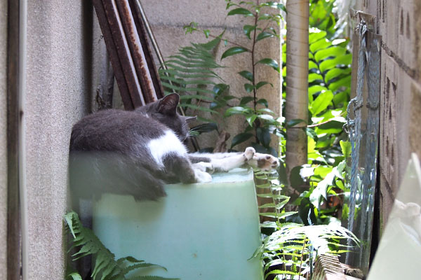 お昼寝　ちびにゃん