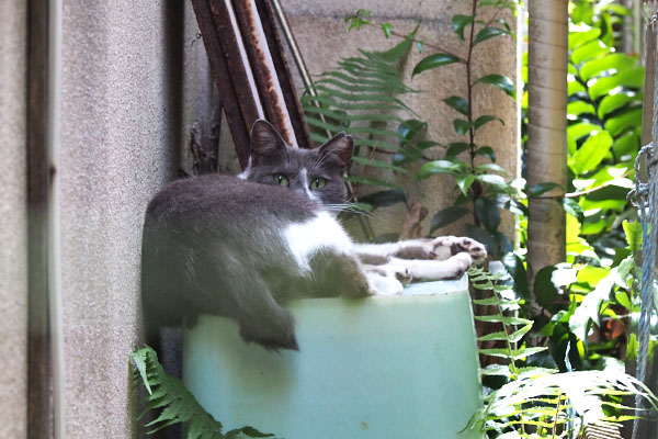 ちびにゃん　びっくりお目メ