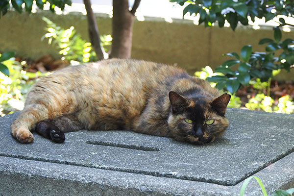 ロミ　あんよが茶トラと黒猫