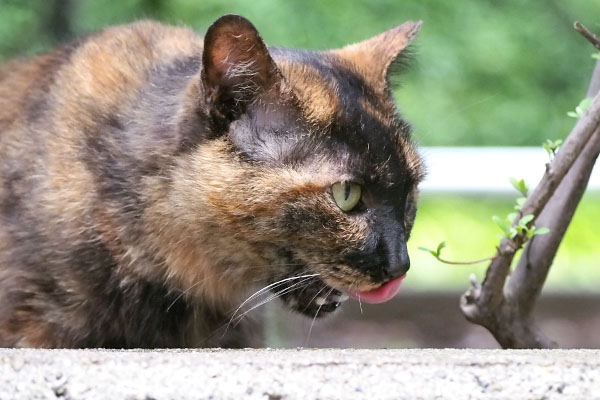 ロミ　食べた後