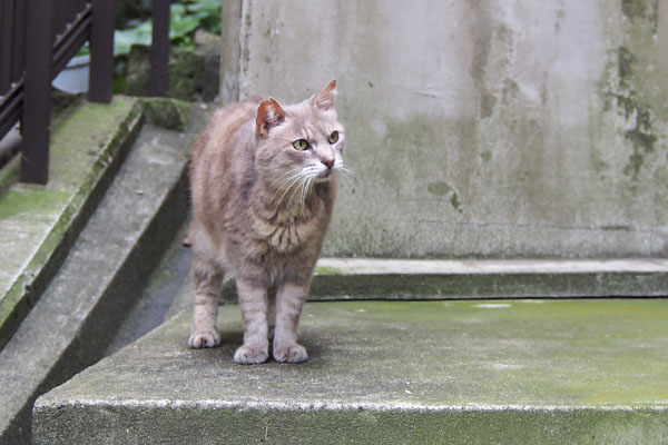 グリ　すんと前見る