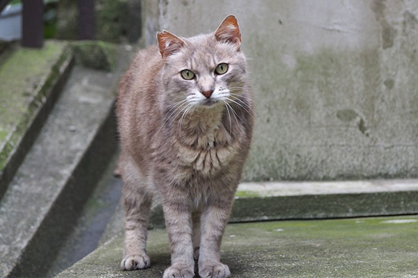 グリ　綺麗な顔でこっち見る