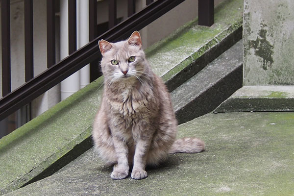 グリ　お座りして見る