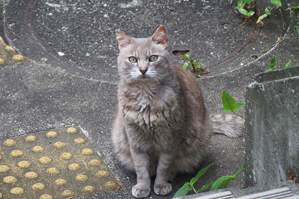 グリ　階段下から見上げる