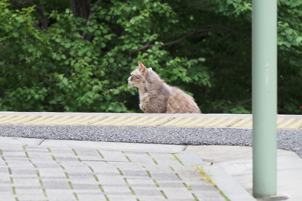 グリ　階段の途中の横顔