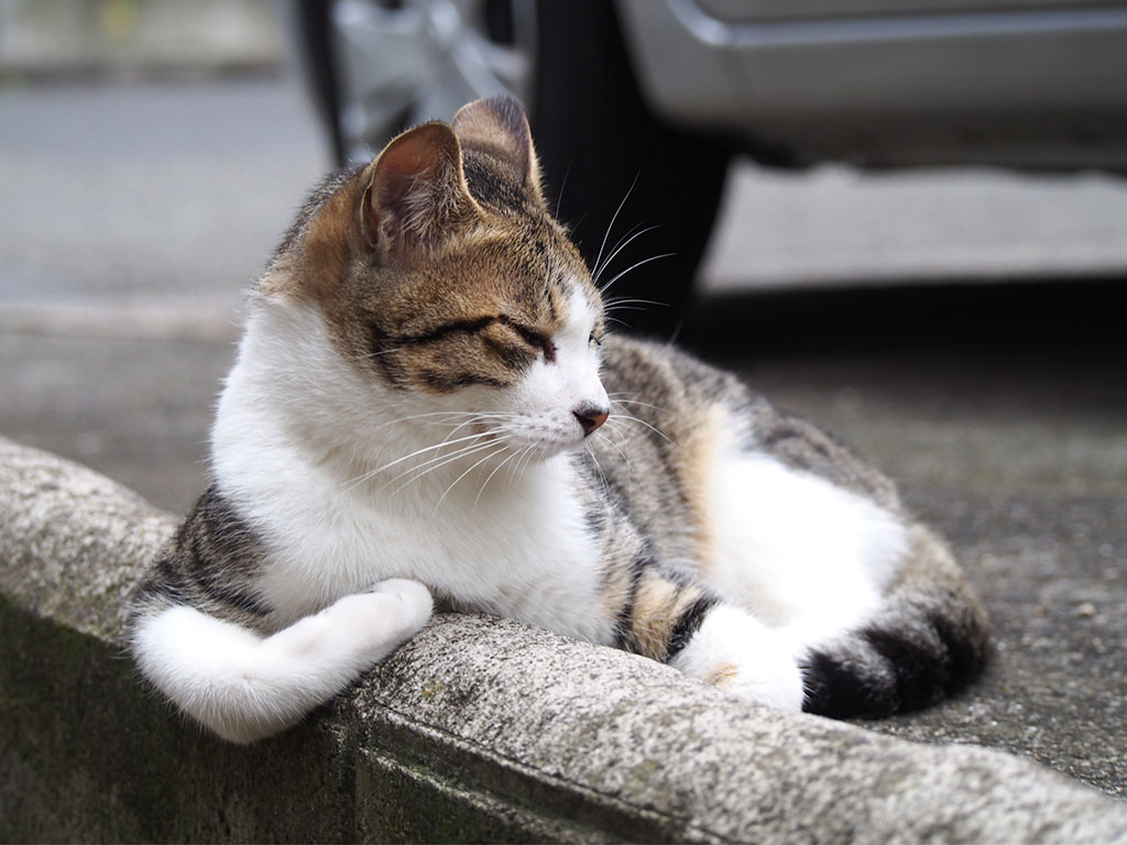 コルビ　お風呂風