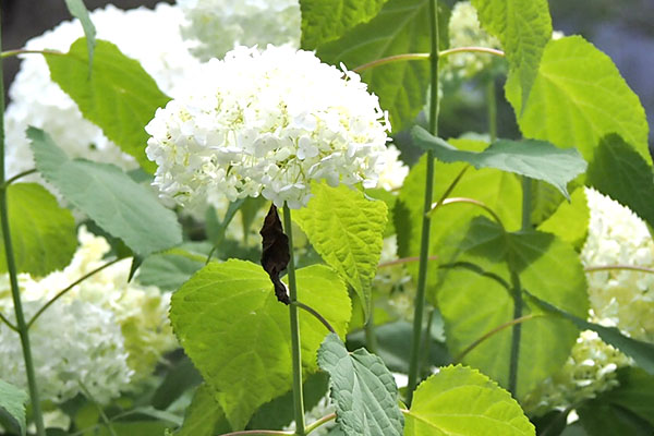 flower white hydrangea and pupa