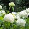 flower white hydrangea