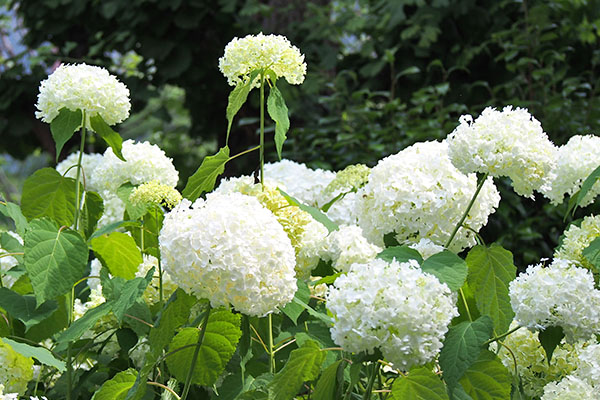 flower white hydrangea