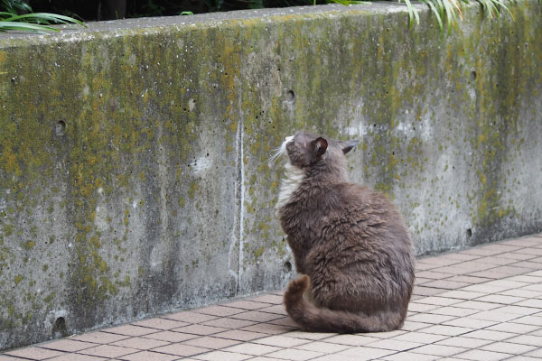 オット　塀は低いぞ