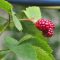 berry red flower fruits