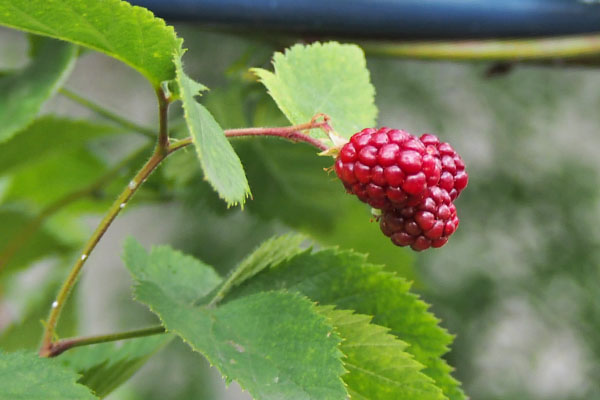 berry red flower fruits