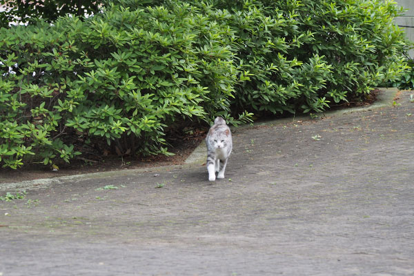 クロム　来てます