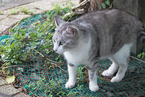 クロム　キリっとな