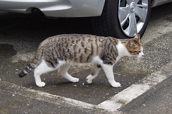 コルビ　通過