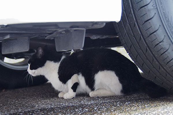 チョモ　車の下に