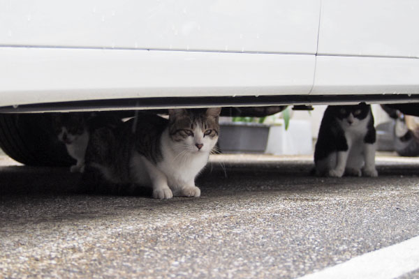 コルビ　別の車の下