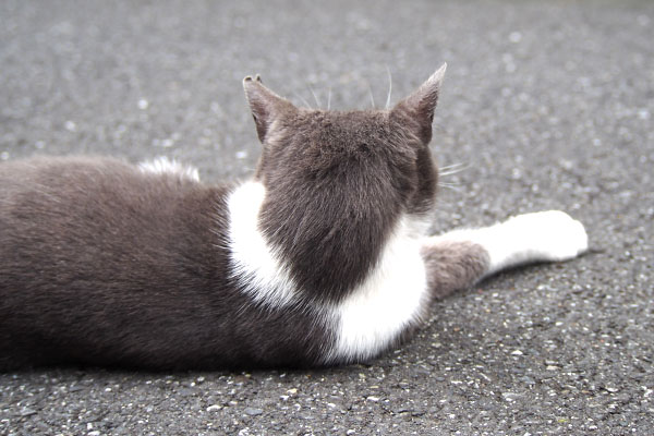 横になる　後ろ頭のちびにゃん