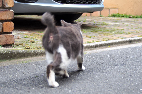 ちびにゃんのお尻