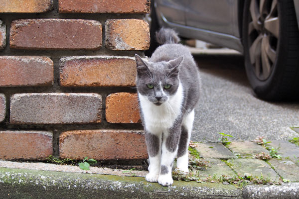 壁にすりすり　ちびにゃん