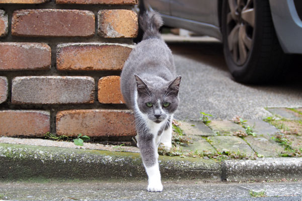 来る　ちびにゃん