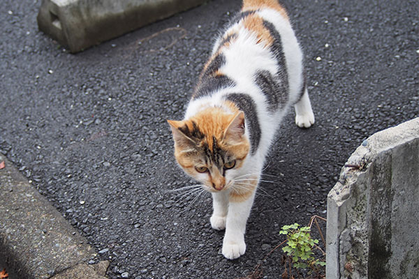 シロミ　再びおねだり