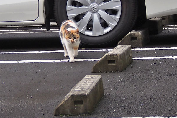 シロミ　戻って来る