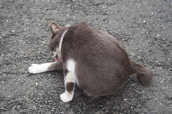 ちびにゃん　転移行動中