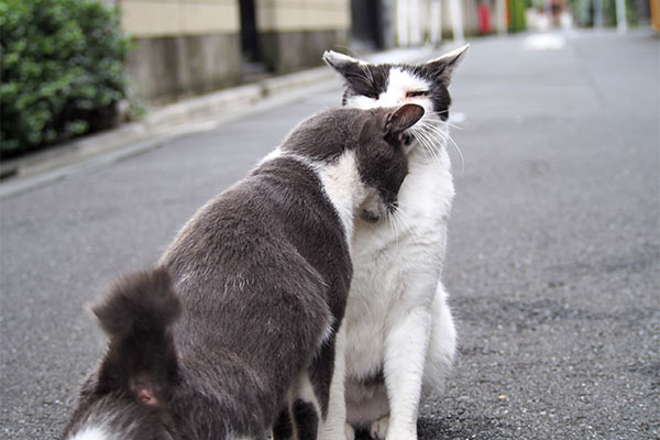 chibi greets to bro