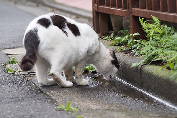 坊　雨水を飲む