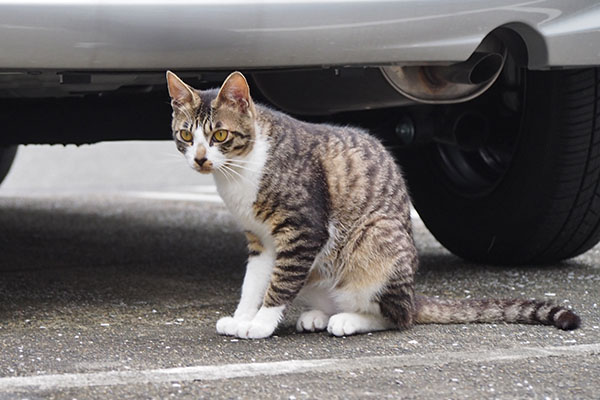 猫背なホット